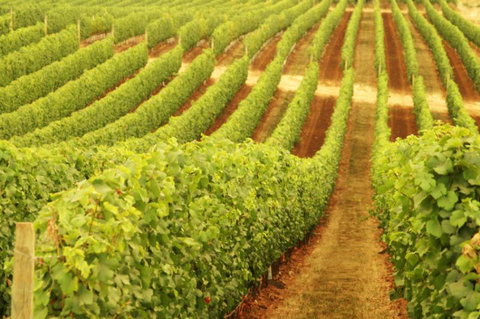 Xanadu Wines - Attractions Brisbane 0
