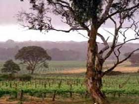 Yangarra Estate Vineyard - Attractions Brisbane 0
