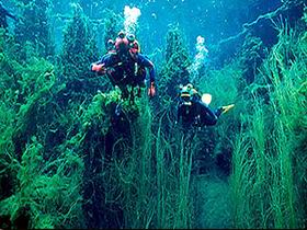 Ewens Ponds Conservation Park - Attractions Brisbane 0
