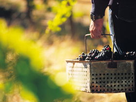 Burge Family Winemakers - Attractions Brisbane 0