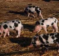 Will's Rare Breeds Farm - Attractions Brisbane