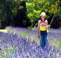 Brayfield Park Lavender Farm - Attractions Brisbane