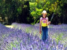 Brayfield Park Lavender Farm - Attractions Brisbane 0