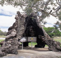 The Herbig Family Tree - Attractions Brisbane