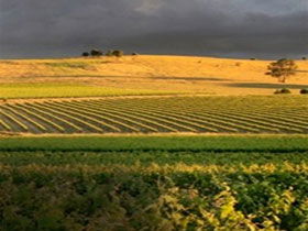 Kellermeister Wines - Attractions Brisbane 0