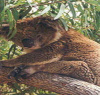Mikkira Station - Attractions Brisbane