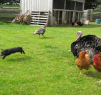 Echo Farm - Attractions Brisbane
