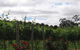 Manyara Vineyard - thumb 0