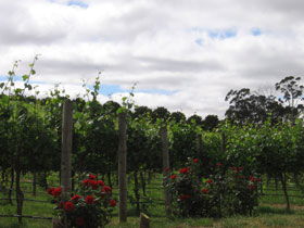 Manyara Vineyard - Attractions Brisbane 0