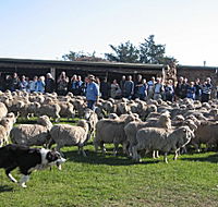 Curringa Farm - Accommodation and Farm Tours - Attractions Brisbane