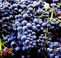 Laurel Bank Vineyard - Attractions Brisbane