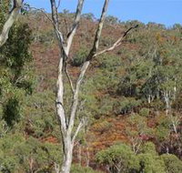 Black Hill Conservation Park - Attractions Brisbane