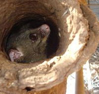 Mulga Sanctuary and Wildlife Park - Attractions Brisbane