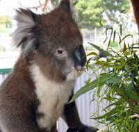 Glen-Forest Tourist Park - Attractions Brisbane
