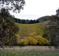 Mt Bera Vineyards - Attractions Brisbane