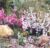 Stokes Bay Bush Garden - Attractions Brisbane