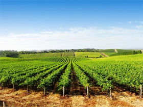 Aldinga Bay Winery - Attractions Brisbane 0