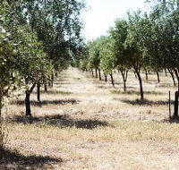 Talinga Grove Olive Oils - Attractions Brisbane