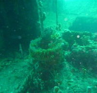 Wallaroo Scuba Club - Attractions Brisbane