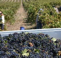 Rolf Binder Wines - Attractions Brisbane