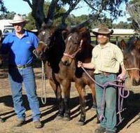 Coffin Bay Brumby Preservation Society Incorporated - Attractions Brisbane