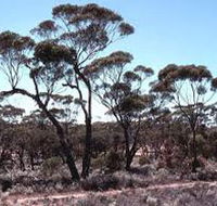 Clements Gap Conservation Park - Attractions Brisbane