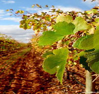 Mirabella Vineyards - Attractions Brisbane