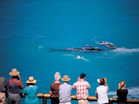 Nullarbor SA Attractions Brisbane