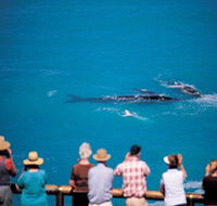 Whale Watching At Head Of Bight - Attractions Brisbane