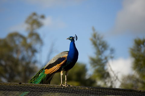 Maggie Beer's Farm Shop - Attractions Brisbane 4