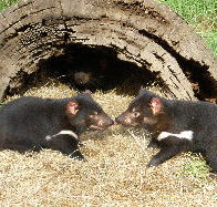 Wing's Wildlife Park - Attractions Brisbane