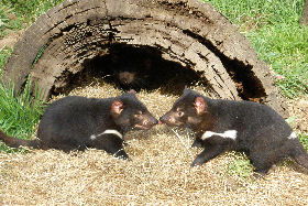 Wing's Wildlife Park - Attractions Brisbane 0