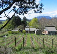 Wilmot Hills Vineyard - Attractions Brisbane