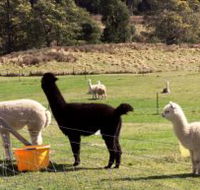 Maydena Country Cabins Accommodation  Alpaca Stud - Attractions Brisbane