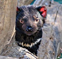 Trowunna Wildlife Sanctuary - Attractions Brisbane