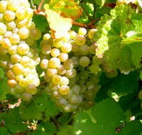 Winstead Vineyard - Attractions Brisbane