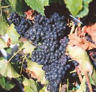 Darlington Vineyard - Attractions Brisbane