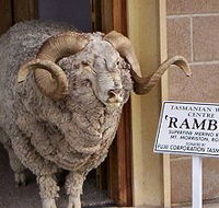 Tasmanian Wool Centre - Attractions Brisbane