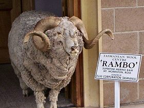 Tasmanian Wool Centre - Attractions Brisbane 0