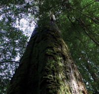 Styx Big Tree Reserve - Attractions Brisbane