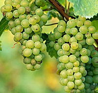 TP Vineyards - Attractions Brisbane