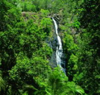 Kondalilla National Park - Attractions Brisbane