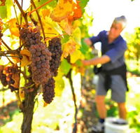 Native Point Wines - Attractions Brisbane