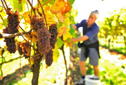 Native Point Wines - Attractions Brisbane 0