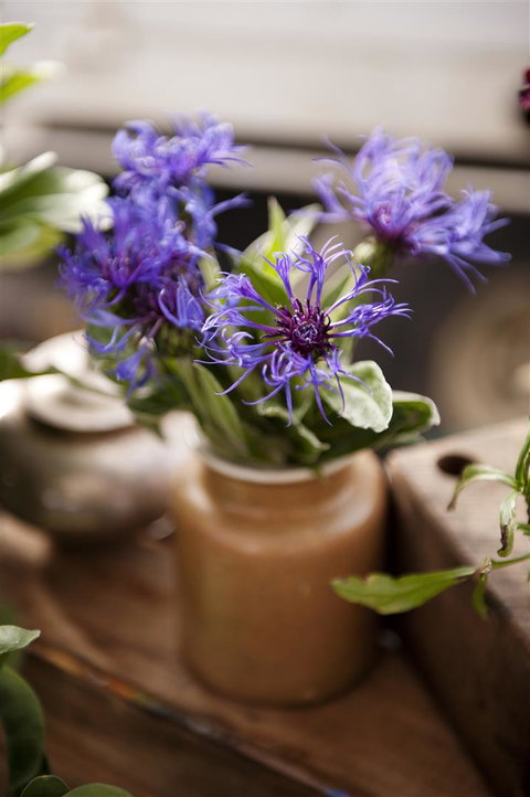 Salamanca Market - Attractions Brisbane 1