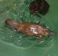 Platypus House - Attractions Brisbane
