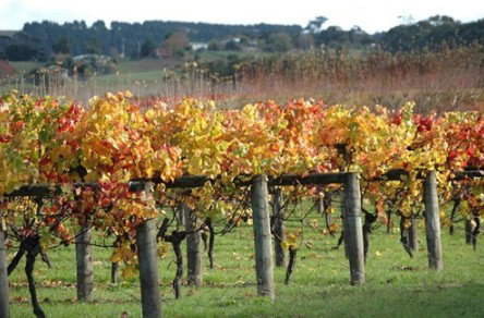 Apsley Gorge Vineyard - Attractions Brisbane 0