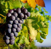 Panorama Vineyard - Attractions Brisbane