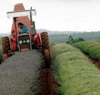 Bridestowe Lavender Farm - Attractions Brisbane