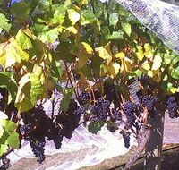 Palmara Vineyard - Attractions Brisbane